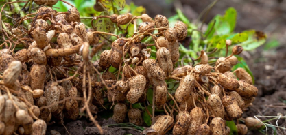 Além da paçoca: estudo expõe a nova geografia do amendoim no Brasil