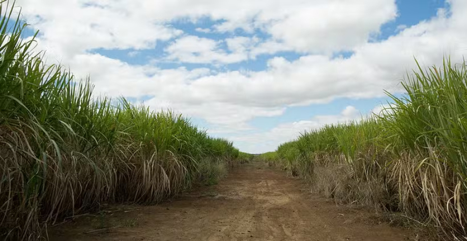 'Preço da tonelada de cana caiu de R$ 170 para R$ 129” José I. de Morais — Foto: Wenderson Araujo/CNA
