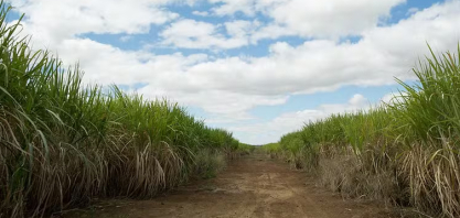 Com queda do açúcar e tarifaço, usinas do Nordeste já falam em prejuízo