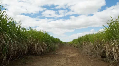 Com queda do açúcar e tarifaço, usinas do Nordeste já falam em prejuízo