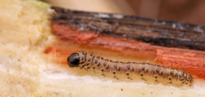 Verão intensifica infestação da broca-da-cana e exige atenção redobrada nos canaviais