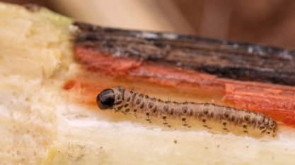 Verão intensifica infestação da broca-da-cana e exige atenção redobrada nos canaviais