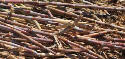 Produtores de cana do Nordeste buscam ajuda contra efeitos do tarifaço americano