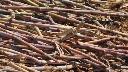 Produtores de cana do Nordeste buscam ajuda contra efeitos do tarifaço americano