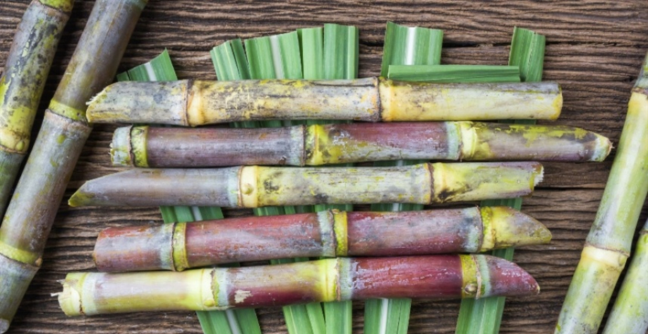 Os novos materiais são desenvolvidos para retornar à natureza - Foto: Canva