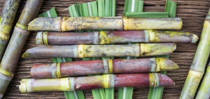 Materiais biodegradáveis ganham espaço na indústria