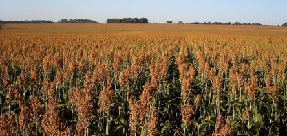 Sorgo ganha destaque na safrinha 2025/2026 e deve crescer 10% na área plantada