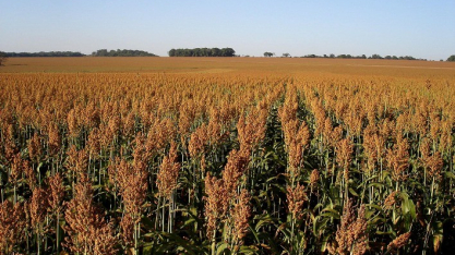 Sorgo ganha destaque na safrinha 2025/2026 e deve crescer 10% na área plantada