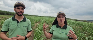 No campo conduzido com Microgeo na Usina Cucaú a cana ficou tão vigorosa que chama a atenção
