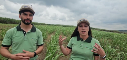 No campo conduzido com Microgeo na Usina Cucaú a cana ficou tão vigorosa que chama a atenção