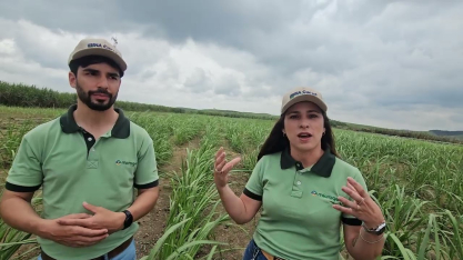 No campo conduzido com Microgeo na Usina Cucaú a cana ficou tão vigorosa que chama a atenção