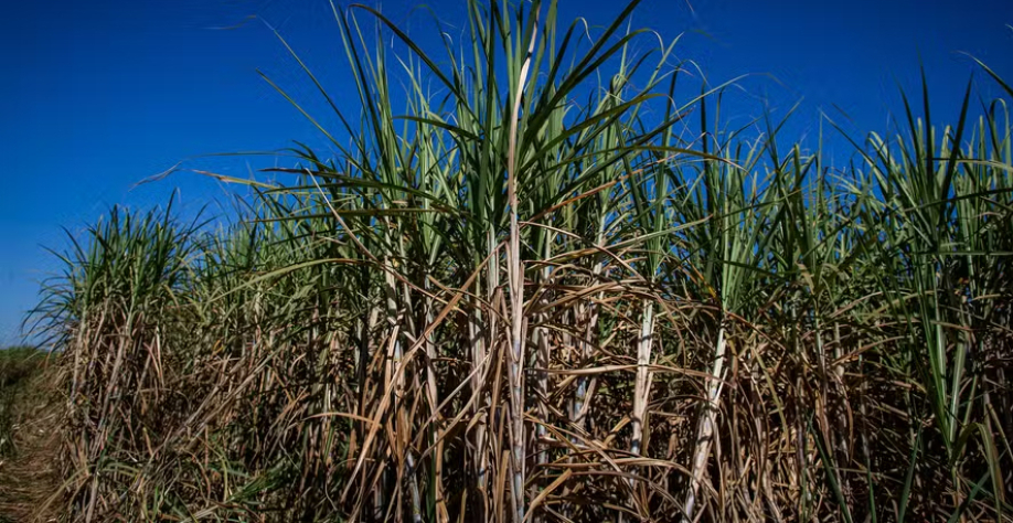 Lavoura de cana; açúcar e etanol podem ser beneficiados pelo acordo — Foto: Wenderson Araújo/CNA