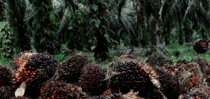 Indonésia descarta adoção do biodiesel B50 este ano e elevará taxa de exportação de óleo de palma