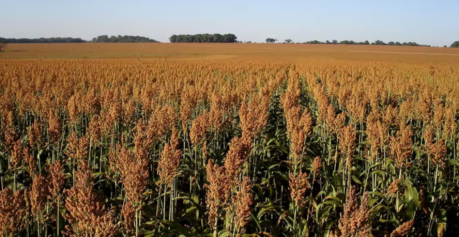 Cultivo do sorgo é mais resistente a baixos volumes de chuva e é opção para regiões como o Matopiba — Foto: Flávio Dessaune Tardin / Embrapa