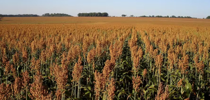 Avanço das usinas de etanol de milho fomenta avanço do cultivo de sorgo