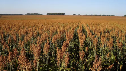 Avanço das usinas de etanol de milho fomenta avanço do cultivo de sorgo