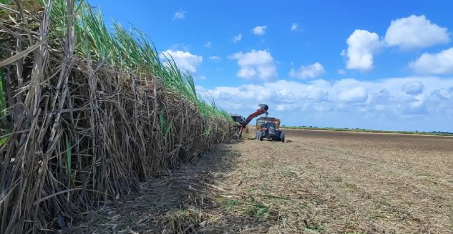 Crise da cana se agrava e perdas do produtor chegam a 50% em AL - Foto: Reprodução