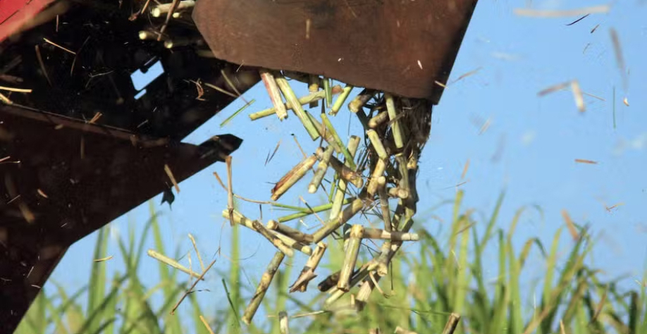 Ainda que dezembro de 2025 tenha sido de chuvas acima da média até o momento, as precipitações abaixo da média foram observadas nos canaviais desde agosto deste ano — Foto: José Roberto Miranda/Embrapa