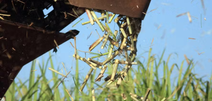 Clima limitará produção de cana na nova safra do centro-sul