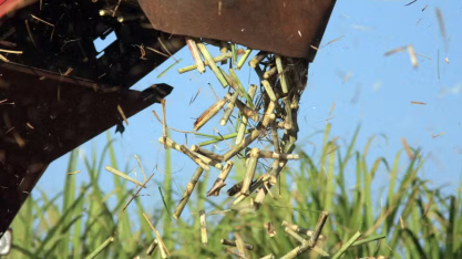 Clima limitará produção de cana na nova safra do centro-sul