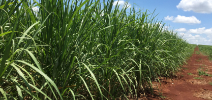 Produtores de cana-de-açúcar do Brasil reduzem investimentos na cultura, diz Orplana