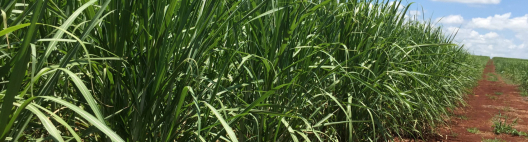 Produtores de cana-de-açúcar do Brasil reduzem investimentos na cultura, diz Orplana