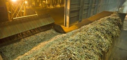 Com alta de 7,4%, safra de cana em MT fortalece setor sucroenergético