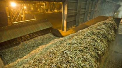 Com alta de 7,4%, safra de cana em MT fortalece setor sucroenergético