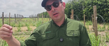 Banco de germoplasma da Nufarm realiza entre 500 e 700 cruzamentos genéticos de cana