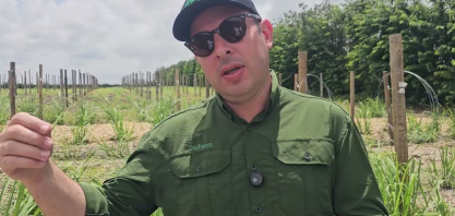 Banco de germoplasma da Nufarm realiza entre 500 e 700 cruzamentos genéticos de cana