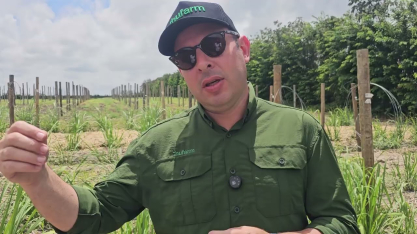 Banco de germoplasma da Nufarm realiza entre 500 e 700 cruzamentos genéticos de cana