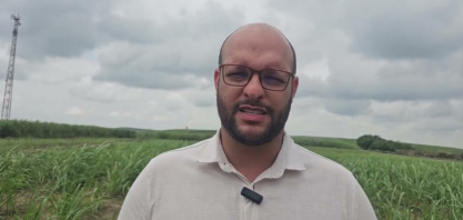 Usina Cucaú investe em variedades de cana de porte ereto que facilita o corte mecânico e manual