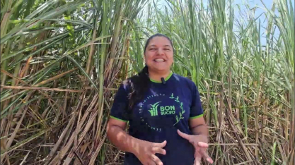 São José Agroindustrial investe em variedades de cana responsívas a solos e ambientes restritivos
