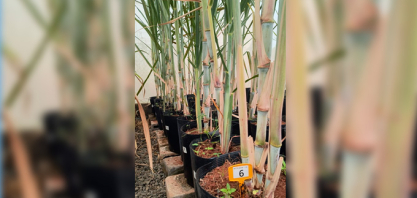 PangeiaBiotech é licenciada pela UFV para desenvolver cana transgênica RB e busca usinas parceiras