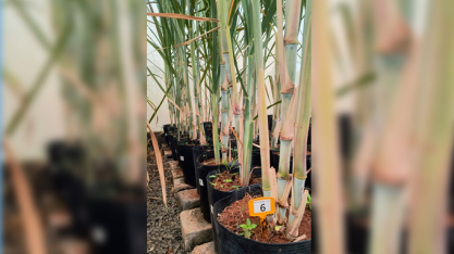 PangeiaBiotech é licenciada pela UFV para desenvolver cana transgênica RB e busca usinas parceiras