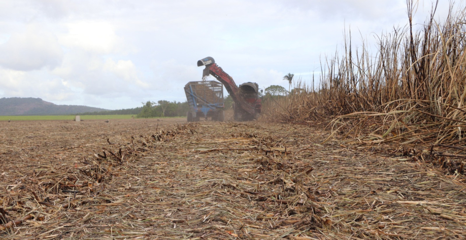 Estiagem prolongada desafia produtores de cana em Alagoas - Foto: BCCOM Comunicação