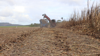 Estiagem prolongada desafia produtores de cana em Alagoas