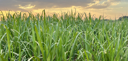 Produtores da Canaoeste reforçam gestão agronômica e aceleram adoção de tecnologia em safra desafiadora