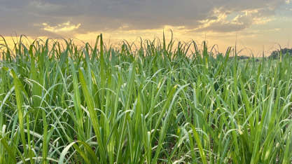 Produtores da Canaoeste reforçam gestão agronômica e aceleram adoção de tecnologia em safra desafiadora