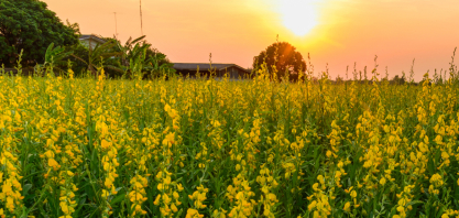 Conheça a aliada natural contra nematoides na lavoura