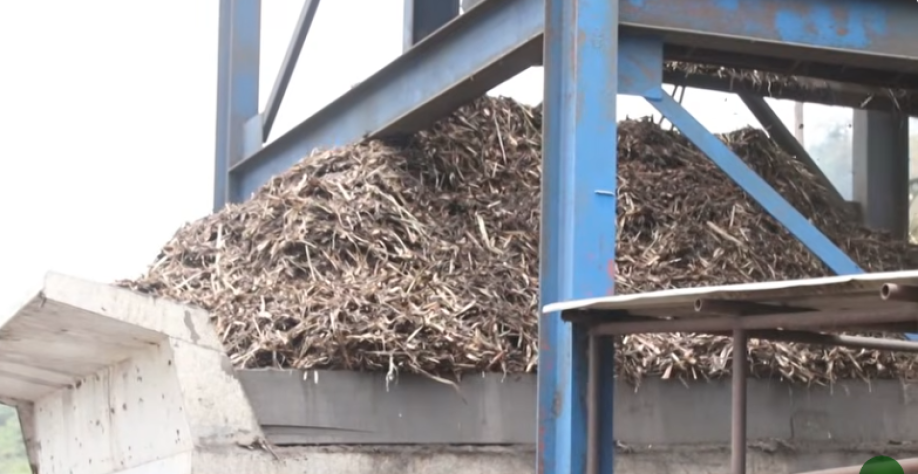 Forte estiagem afetou produção de cana-de-açúcar em AL - Foto: Reprodução/Alagoas Rural