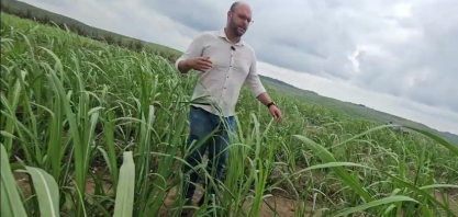 Usina Cucaú testa o plantio vertical com novas variedades de cana