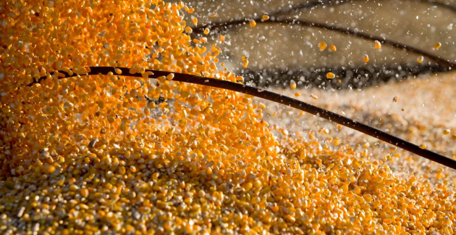 Brasil deverá colher segunda maior safra de milho da história: 141,7 milhões de toneladas. Foto: Adobe Stock