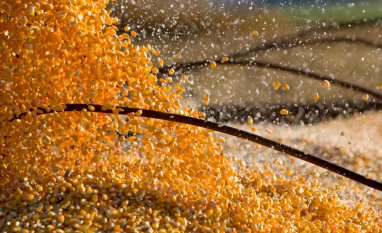 Competição entre etanol e exportações pode elevar preços do milho, diz consultoria