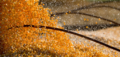 Competição entre etanol e exportações pode elevar preços do milho, diz consultoria