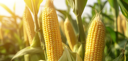 Açúcar e etanol iniciam 2026 pressionados por oferta global e avanço do etanol de milho