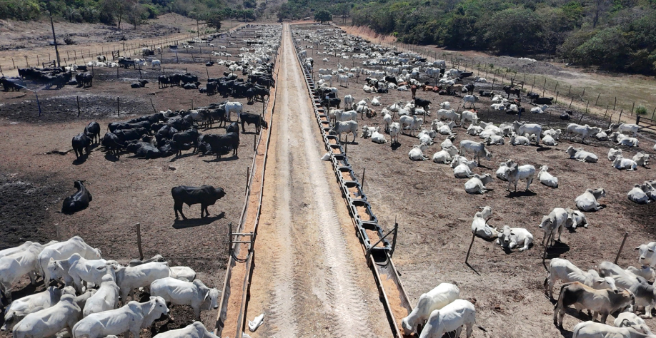 Boitel, que teve início em 2024 e que comporta mais de dois mil animais - Foto: Assessoria