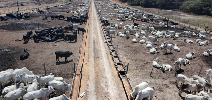 Boitel da Cooperativa Pindorama gera renda no campo e fomenta a economia circular