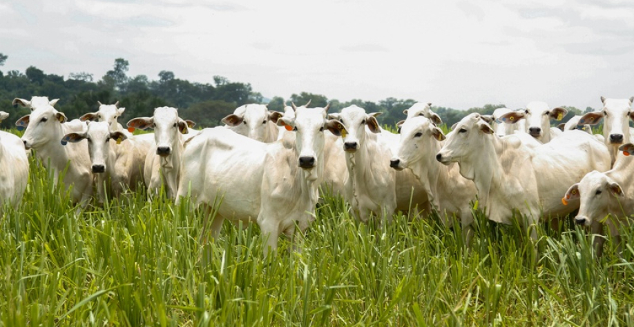 Com recorde na safra de sorgo, feijão e girassol, e ampliação da presença internacional na pecuária, Goiás se consolida como liderança nacional na agropecuária - Foto: Lucas Eugênio/Seapa