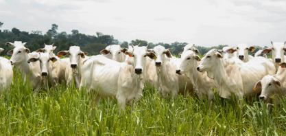 Produção agropecuária de 2025 consolida Goiás como liderança nacional